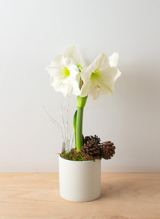 White Amaryllis Plant