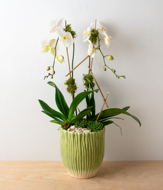 White Orchid Sage - Double