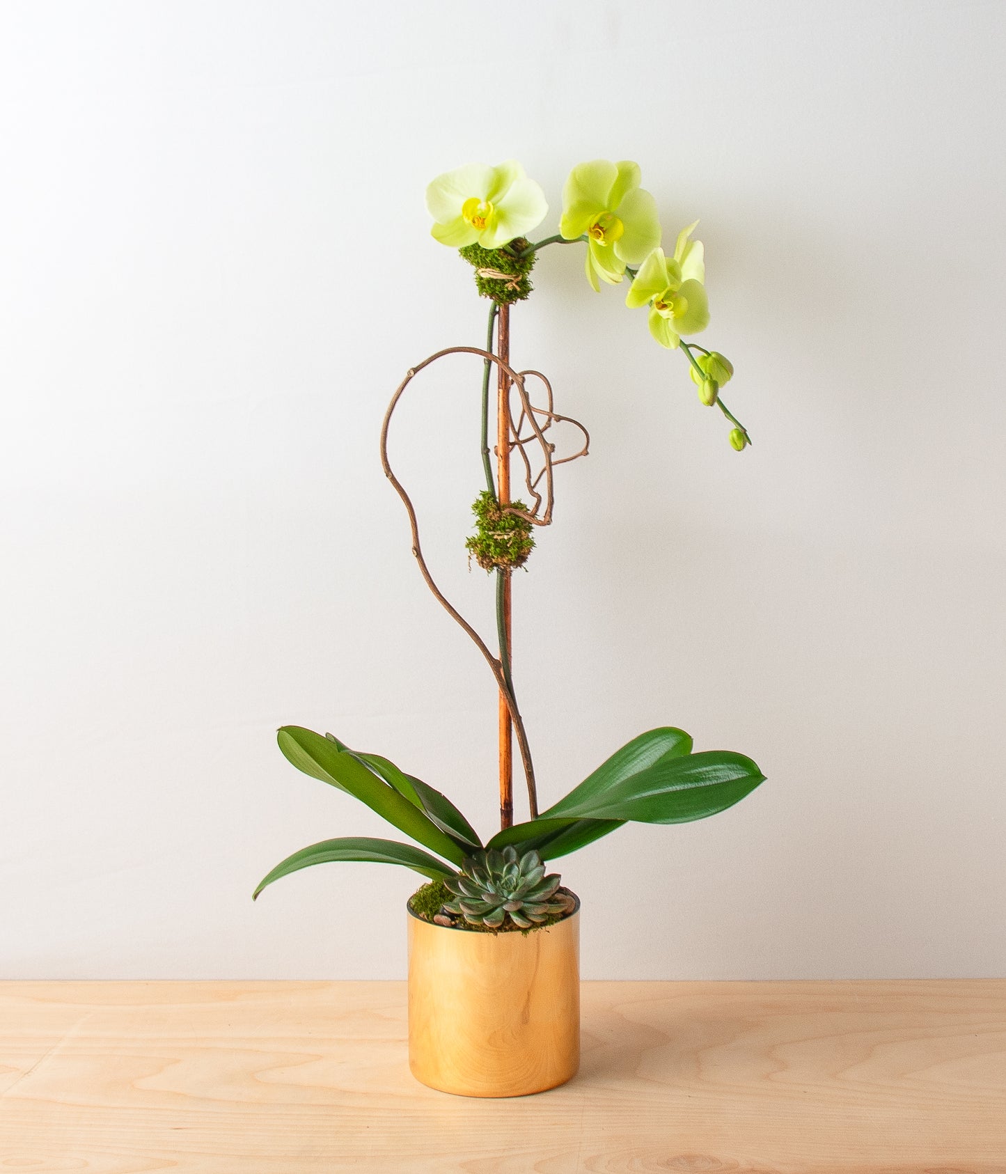 Yellow Orchid - Single