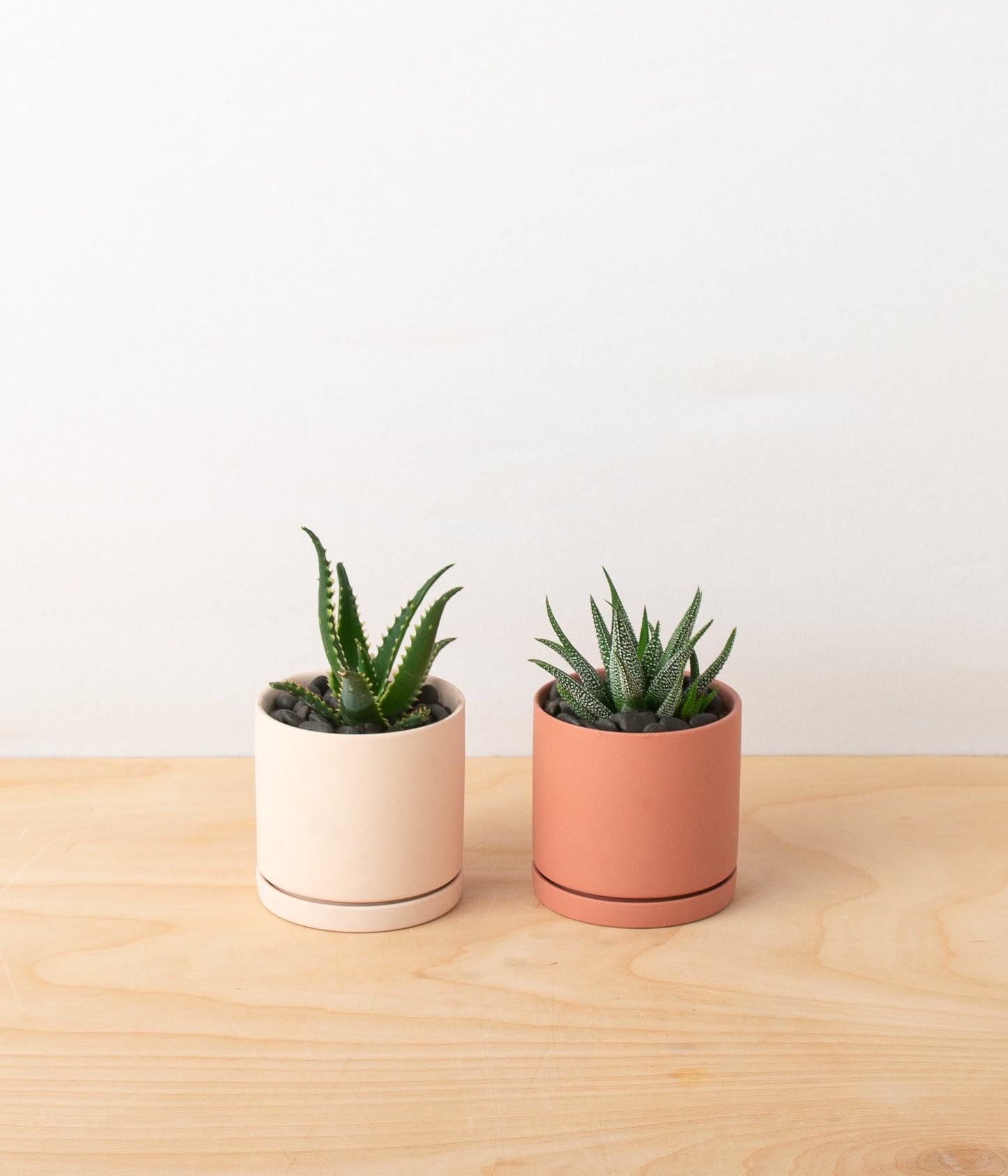 Assorted Mini Succulents - Set of 2