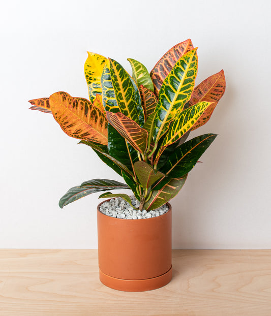 Croton Plant