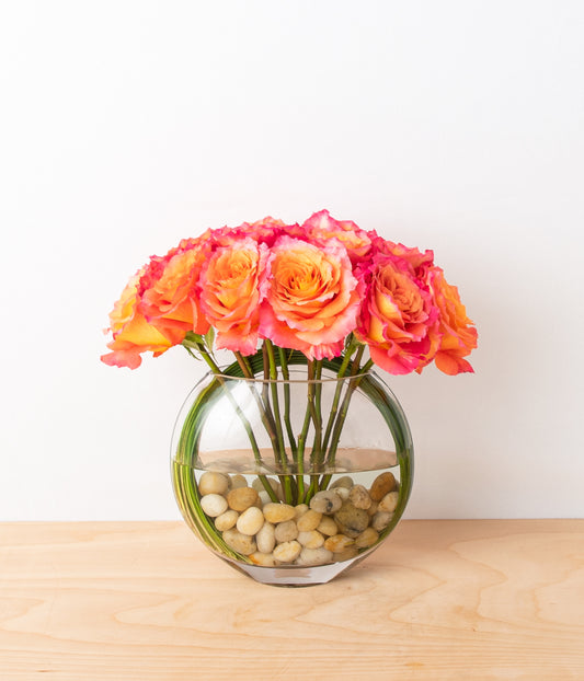 Modern Roses - Free Spirit