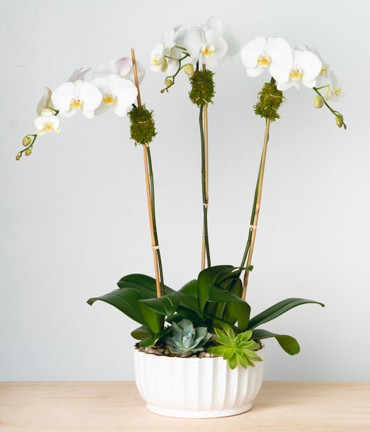 White Orchid - Triple
