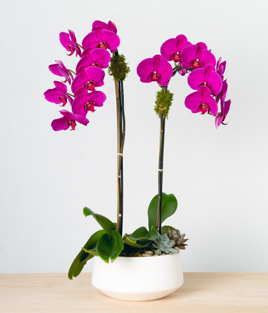 Purple Orchid - Double