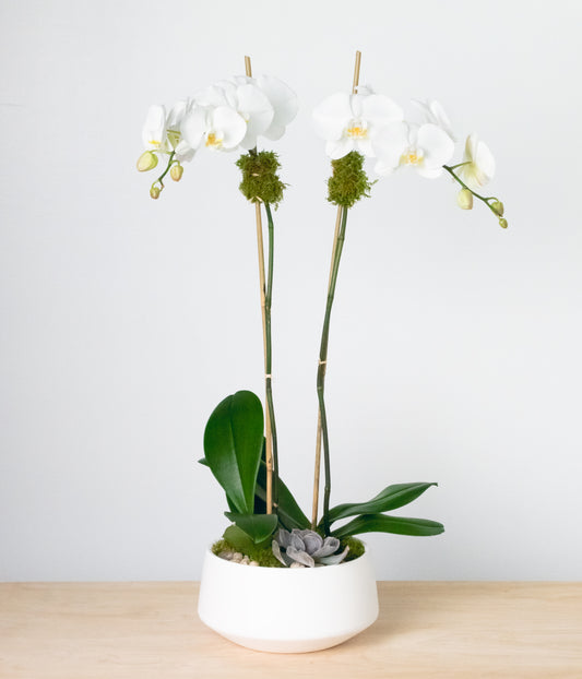 White Orchid - Double