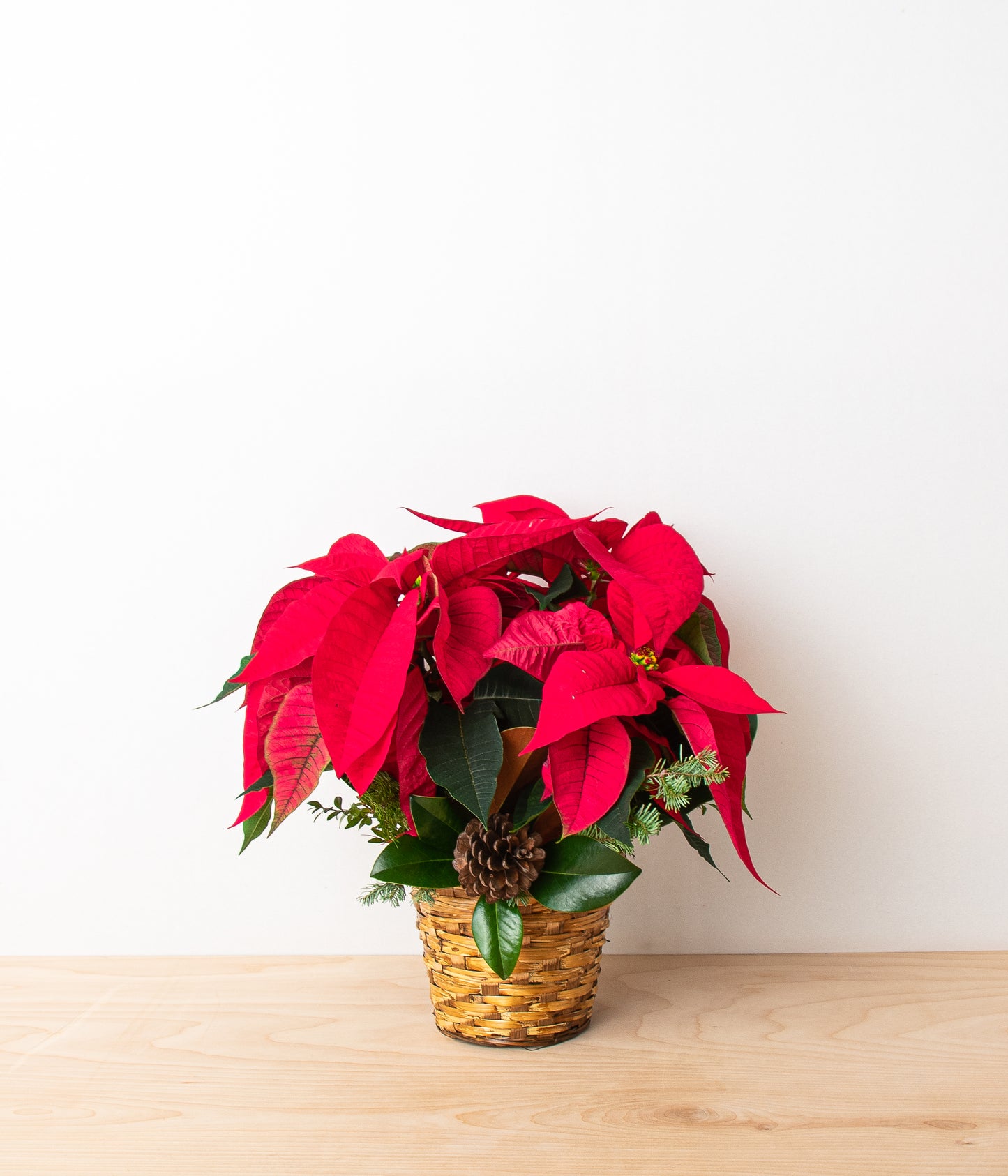 Poinsettia Plant - Red