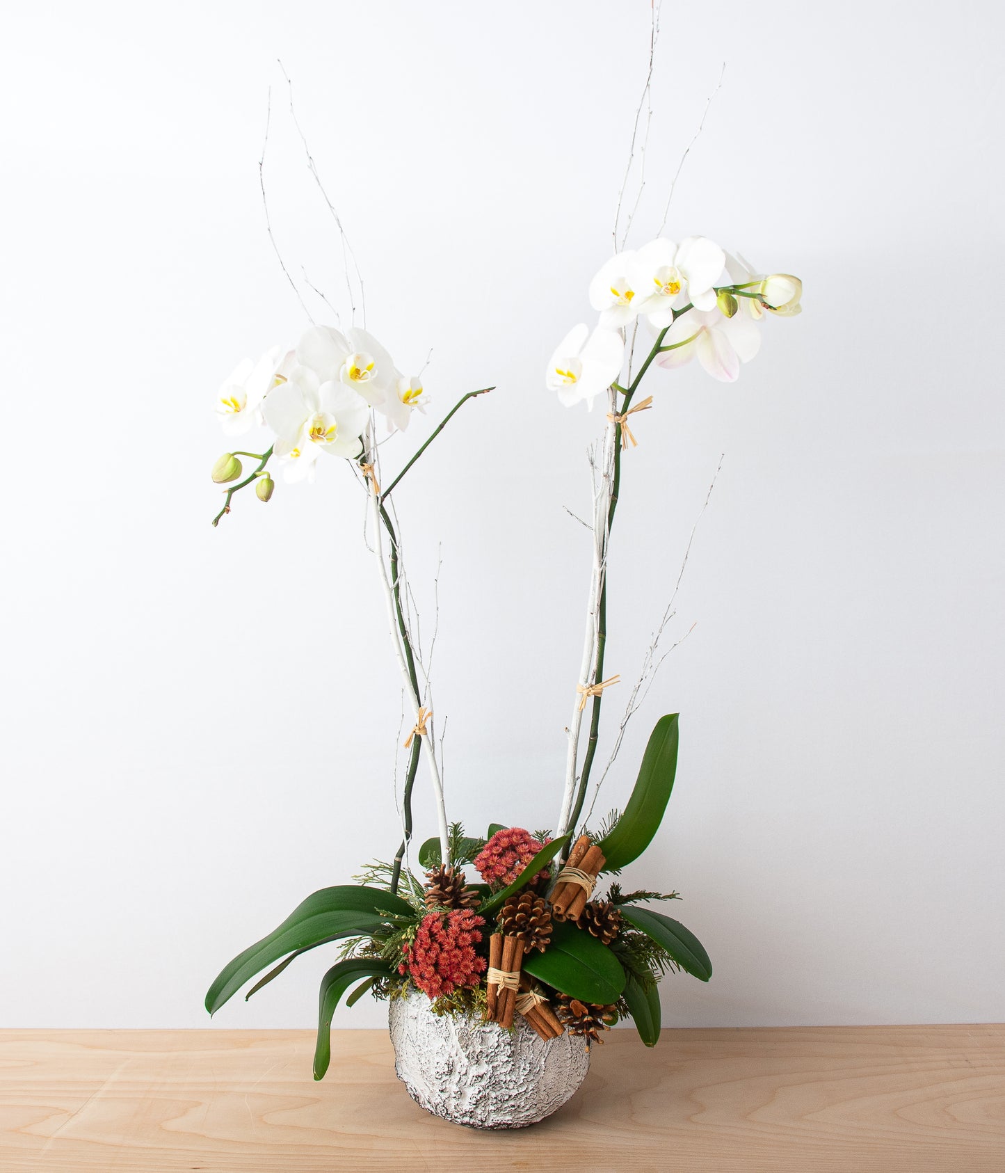 Yuletide Orchid - Double